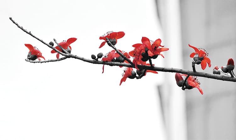 flower